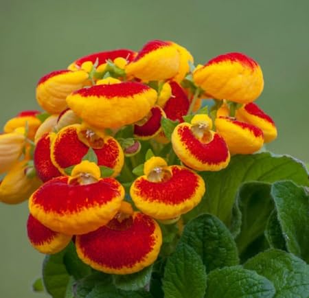 Giant Calceolaria Flower Seeds
