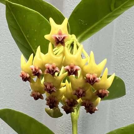 Red Hoya Carnosa Flower Seeds