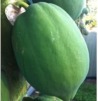 dark green papaya fruit for planting Fruit Seeds
