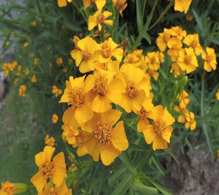 Tarragon Flower Seeds