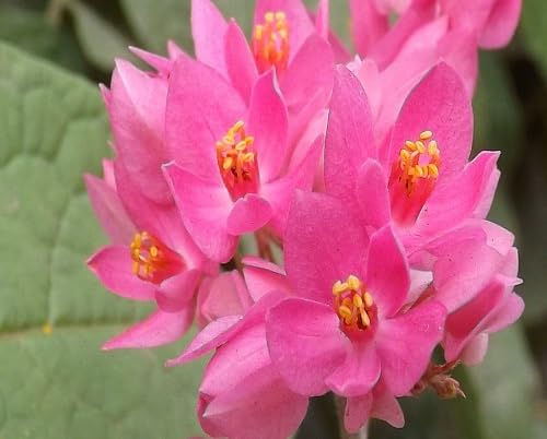 pink antigonon flower seeds