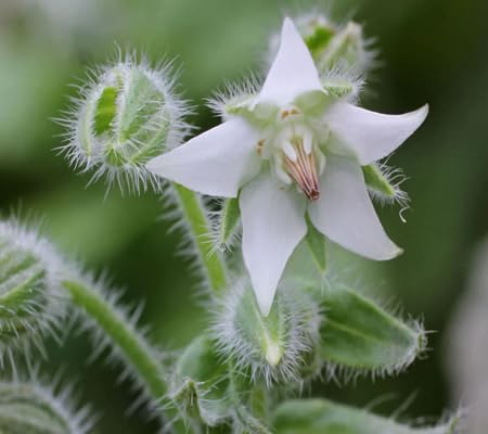 Borage Flower Seeds
