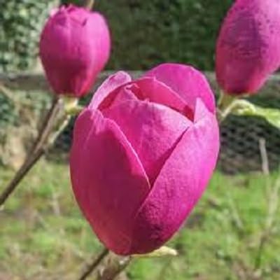 Pink Soulangiana Flower Seeds