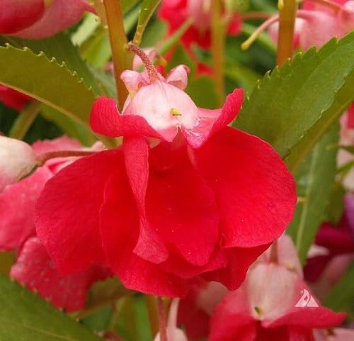 Red Balsam Flower Seeds