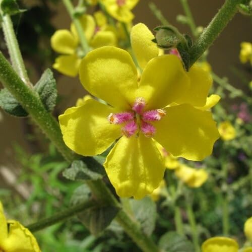Mullein Flower Seeds