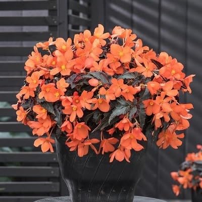 Orange Begonia Rose Flower Seeds