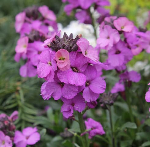 Purple Erysimum Cheiri Flower Seeds