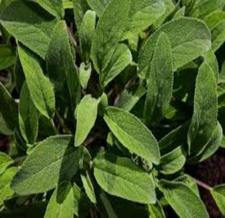 Green Sage Plant Seeds herb seeds - terrace planting, organic garden seeds