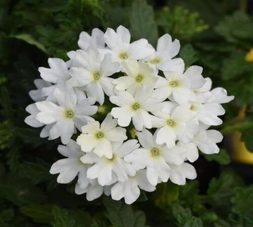 White Verbena Flower Seeds