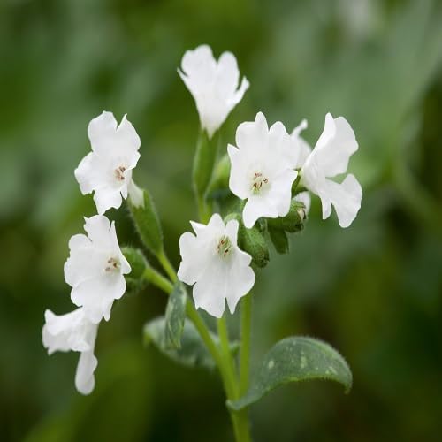 White Pulmonaria Flower Seeds