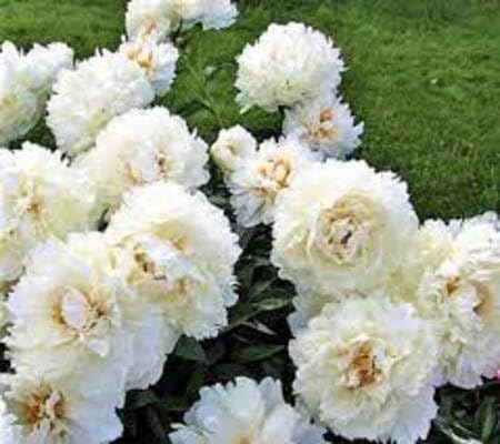 White Peony Flower Seeds