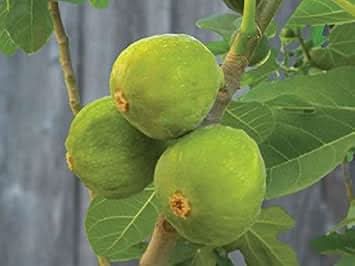 green desert king fig fruit for planting plant sweet figs in your garden gmo free Fruit seeds