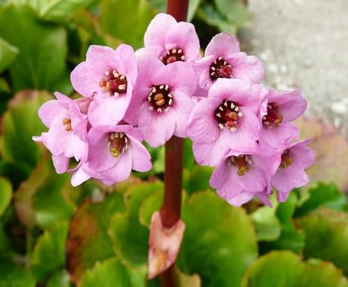 Pink Statice Flower Seeds