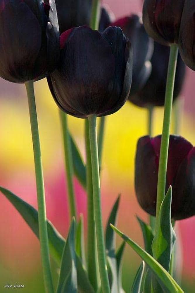 Double Early Tulip Bulbs