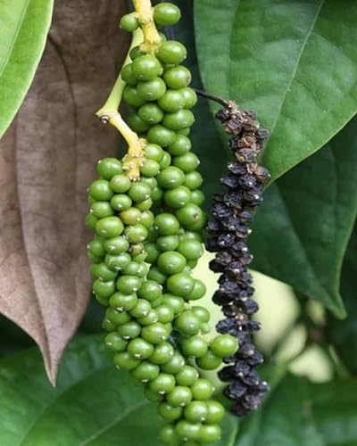 Green Pepper Plants Seeds vegetable seeds - Heirloom, Organic, Non Gmo Garden Seeds for kitchen garden planting