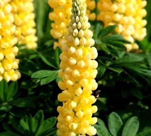 Yellow Giant Lupine Flower Seeds
