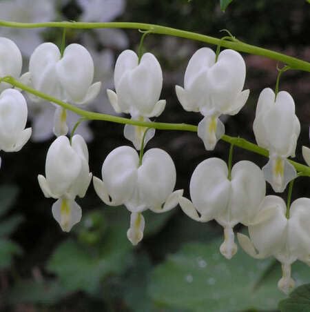 White Bleeding Heart Flower Seeds