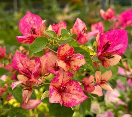 Red Bougainvillea Spectabilis Flower Seeds