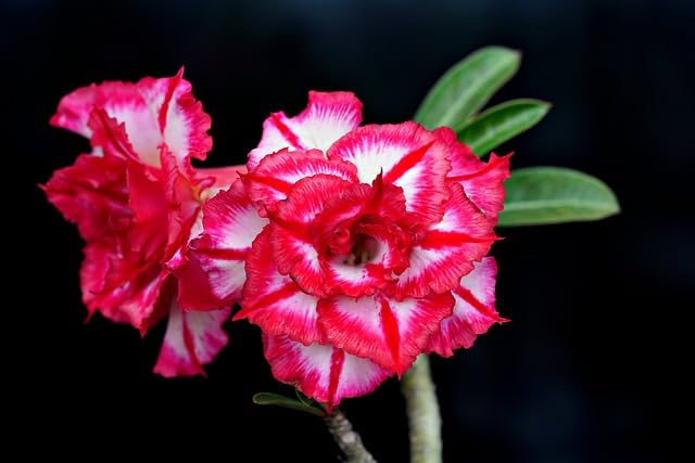 adenium obesum flower seeds