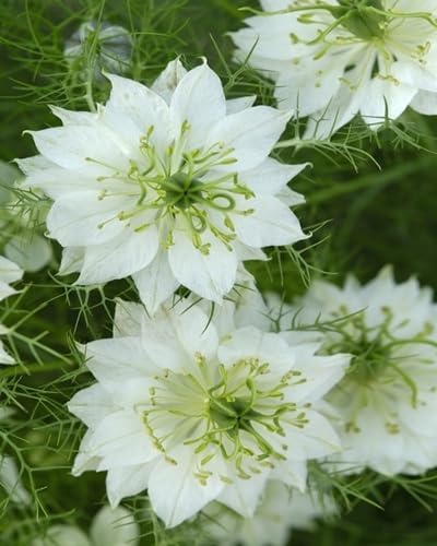 white nigella damascena flower