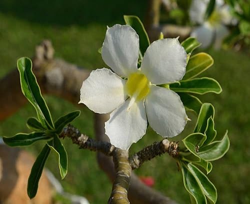 Adenium Rose Flower Seeds