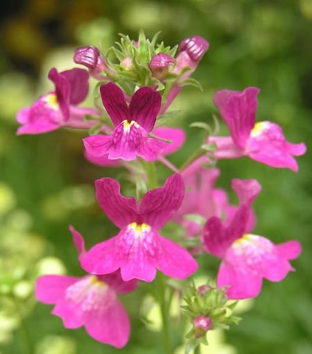 pink linaria maroccana flower