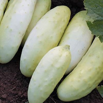 Cucumber vegetable seeds Cream vegetable seeds for Home Gardening, Heirloom, Non-GMO, High for kitchen garden planting