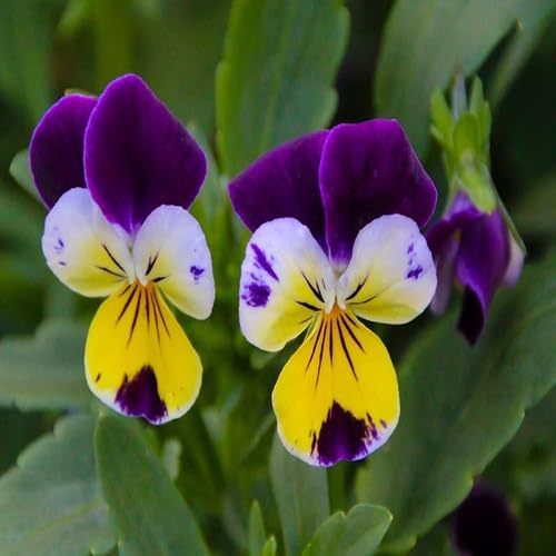 Tricolor Pansy Flower Seeds