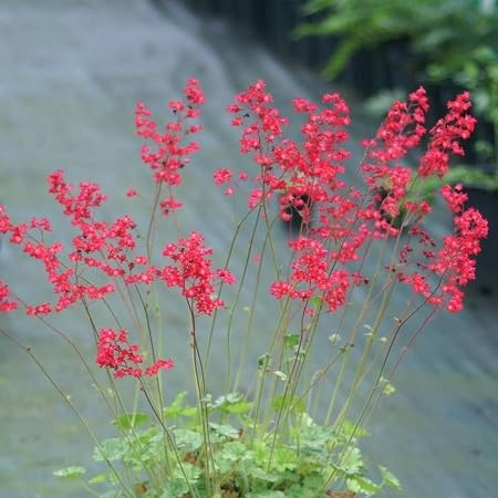 Red Heuchera sanguinea Flower Seeds Heirloom Non-GMO High Germination Organic Garden Seeds