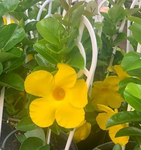 Yellow Sanderi Flower Seeds