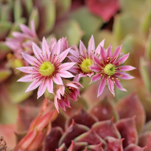 Pink Sempervivum Flower Seeds