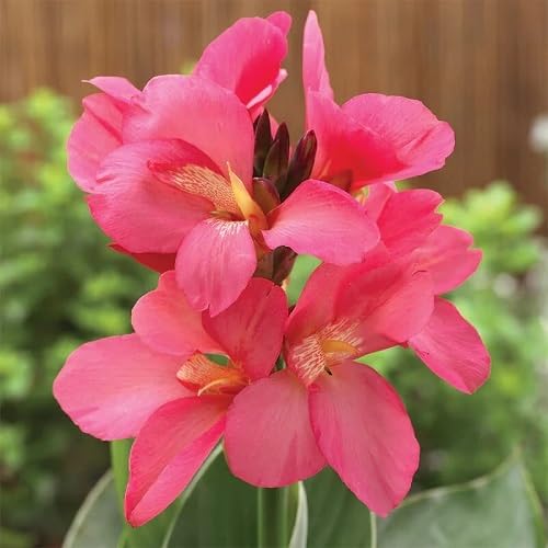 PINK ELWYN CANNA FLOWER SEEDS