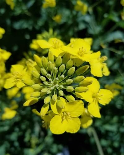 yellow canola flower seeds