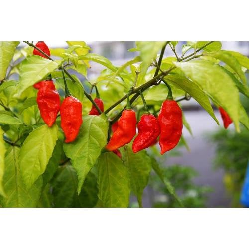 Red Chilli vegetable seeds for Home Gardening, Heirloom, Non-GMO, High Germination Organic for kitchen garden planting