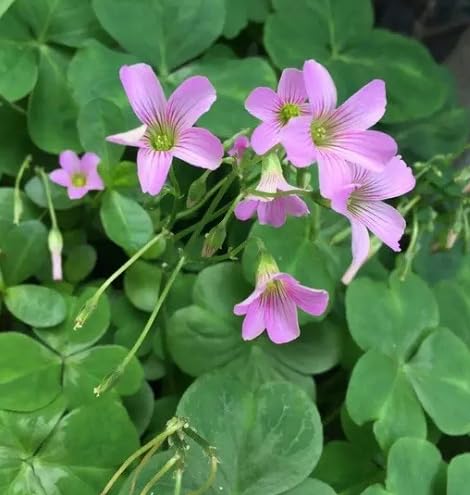 Pink Oxalis Corymbosa Flower Seeds