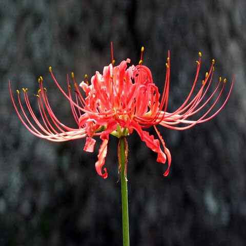 Red Lycoris Flower Seeds