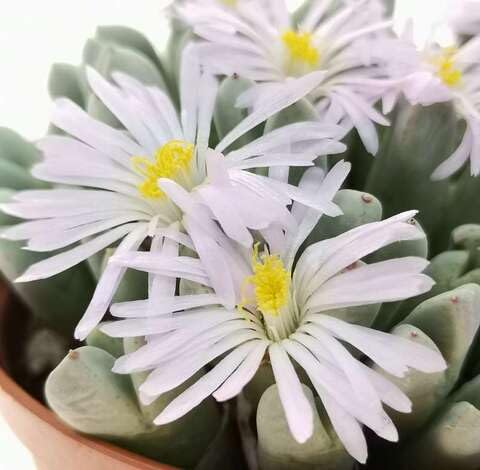 White Conophytum Flower Seeds