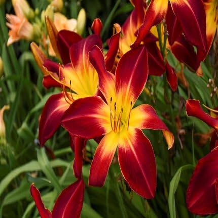 Red Hemerocallis Flower Seeds