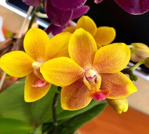 phalaenopsis Flower Seeds