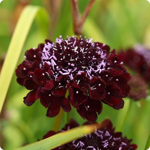 Maroon Petunia Flower Seeds