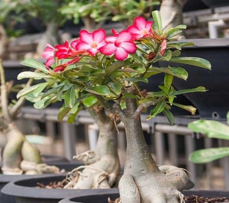Adenium Flower Seeds