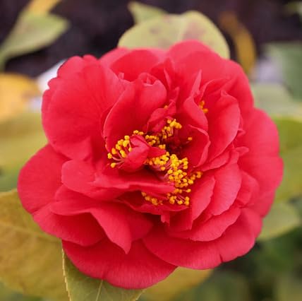 red camellia flower seeds