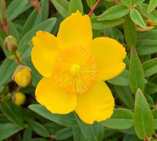 Yellow Hypericum Flower Seeds