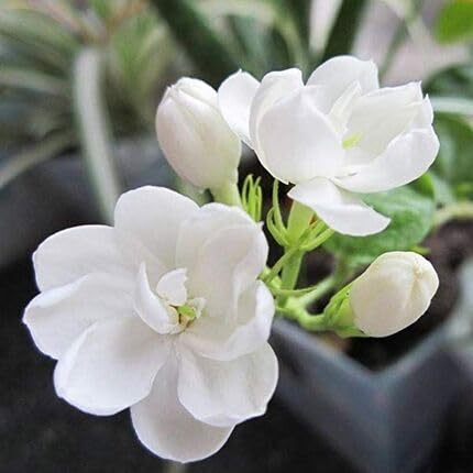 White Jasmine Flower Seeds