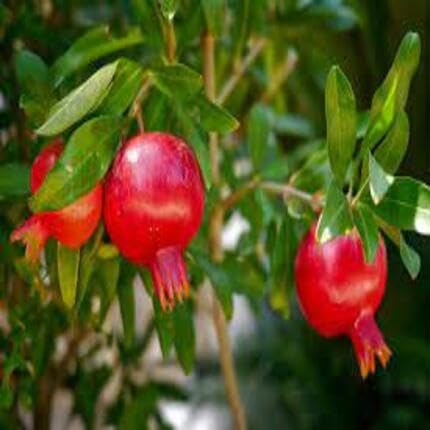 Red Pomegrante fruit seeds for organic garden planting