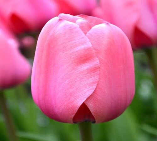 Pink Giant Tulip Flower Seeds