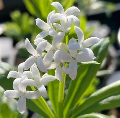 White odoratum Flower Seeds