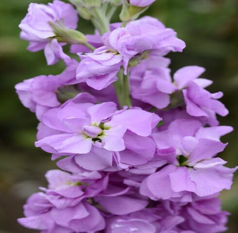 Purple Matthiola Flower Seeds