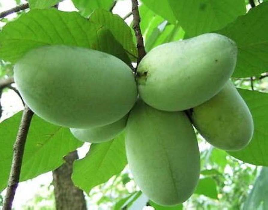 green banana paw fruit for planting tropical and exotic fruits garden Fruit seeds