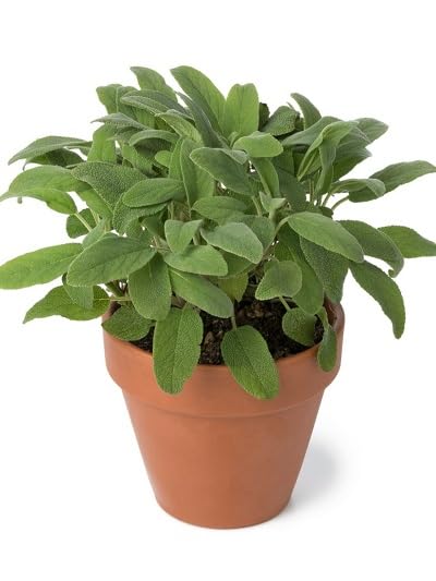 Sage Plant Seeds herb seeds - healthy herbs, kitchen garden garden seeds